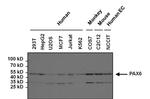 PAX6 Antibody in Western Blot (WB)