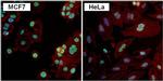 PAX7 Antibody in Immunocytochemistry (ICC/IF)