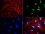 PBX1 Antibody in Immunocytochemistry (ICC/IF)