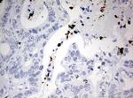 PBX1 Antibody in Immunohistochemistry (Paraffin) (IHC (P))