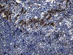 PCCA Antibody in Immunohistochemistry (Paraffin) (IHC (P))