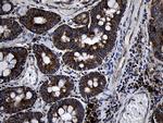 PCCA Antibody in Immunohistochemistry (Paraffin) (IHC (P))