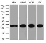 PCMT1 Antibody in Western Blot (WB)