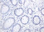 PCNA Antibody in Immunohistochemistry (Paraffin) (IHC (P))