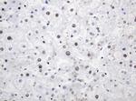 PCNA Antibody in Immunohistochemistry (Paraffin) (IHC (P))