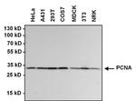 PCNA Antibody in Western Blot (WB)