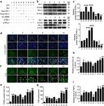 PD-L1 Antibody in Western Blot (WB)