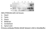 PDE2A2 Antibody in Western Blot (WB)