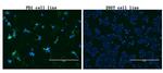 PDCD1 Antibody in Immunocytochemistry (ICC/IF)