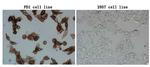 PDCD1 Antibody in Immunocytochemistry (ICC/IF)