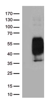 PDCD1 Antibody in Western Blot (WB)