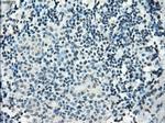 PDE10A Antibody in Immunohistochemistry (Paraffin) (IHC (P))