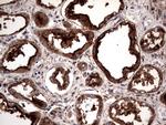 PDE1A Antibody in Immunohistochemistry (Paraffin) (IHC (P))