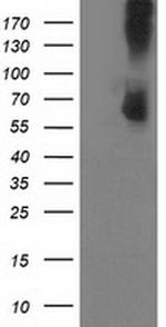 PDE1B Antibody in Western Blot (WB)