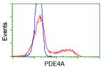 PDE4A Antibody in Flow Cytometry (Flow)