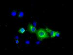 PDE4A Antibody in Immunocytochemistry (ICC/IF)