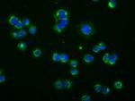 PDE4A Antibody in Immunocytochemistry (ICC/IF)