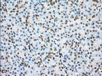 PDE4A Antibody in Immunohistochemistry (Paraffin) (IHC (P))