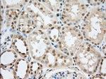 PDE4A Antibody in Immunohistochemistry (Paraffin) (IHC (P))