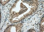 PDE4A Antibody in Immunohistochemistry (Paraffin) (IHC (P))