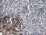 PDE4B Antibody in Immunohistochemistry (Paraffin) (IHC (P))