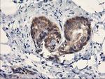 PDE4B Antibody in Immunohistochemistry (Paraffin) (IHC (P))