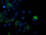 PDF Antibody in Immunocytochemistry (ICC/IF)