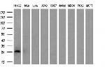 PDF Antibody in Western Blot (WB)