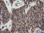 PDIA3 Antibody in Immunohistochemistry (Paraffin) (IHC (P))