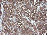 PDIA3 Antibody in Immunohistochemistry (Paraffin) (IHC (P))