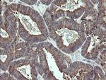 PDIA3 Antibody in Immunohistochemistry (Paraffin) (IHC (P))