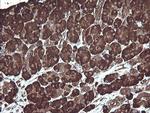 PDIA3 Antibody in Immunohistochemistry (Paraffin) (IHC (P))