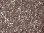 PDIA3 Antibody in Immunohistochemistry (Paraffin) (IHC (P))