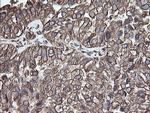 PDIA3 Antibody in Immunohistochemistry (Paraffin) (IHC (P))