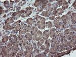 PDIA3 Antibody in Immunohistochemistry (Paraffin) (IHC (P))