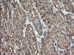 PDIA3 Antibody in Immunohistochemistry (Paraffin) (IHC (P))