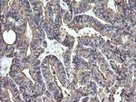 PDIA3 Antibody in Immunohistochemistry (Paraffin) (IHC (P))