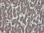 PDIA3 Antibody in Immunohistochemistry (Paraffin) (IHC (P))