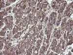 PDIA3 Antibody in Immunohistochemistry (Paraffin) (IHC (P))