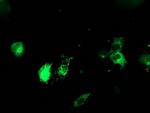 PDIA4 Antibody in Immunocytochemistry (ICC/IF)