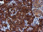 PDIA4 Antibody in Immunohistochemistry (Paraffin) (IHC (P))