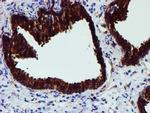 PDIA4 Antibody in Immunohistochemistry (Paraffin) (IHC (P))