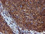 PDIA4 Antibody in Immunohistochemistry (Paraffin) (IHC (P))