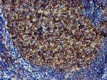 PDIA4 Antibody in Immunohistochemistry (Paraffin) (IHC (P))