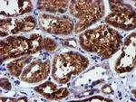 PDIA4 Antibody in Immunohistochemistry (Paraffin) (IHC (P))