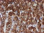 PDIA4 Antibody in Immunohistochemistry (Paraffin) (IHC (P))