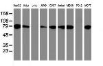 PDIA4 Antibody in Western Blot (WB)