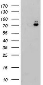 PDIA4 Antibody in Western Blot (WB)