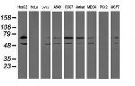 PDIA4 Antibody in Western Blot (WB)