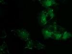 PDLIM2 Antibody in Immunocytochemistry (ICC/IF)